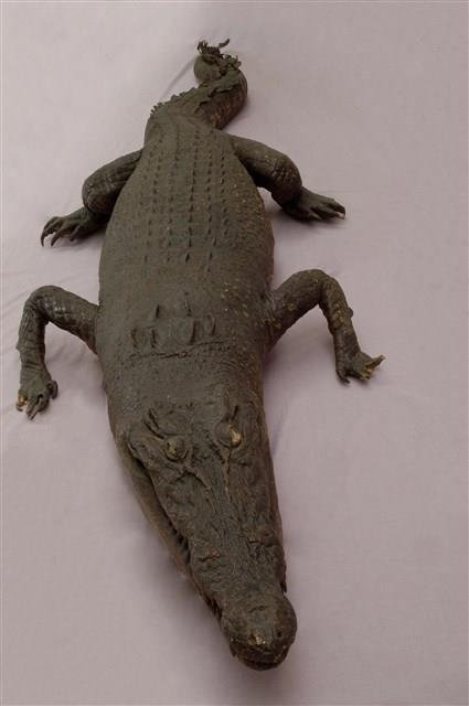 Saltwater crocodile Collection Image, Figure 10, Total 13 Figures